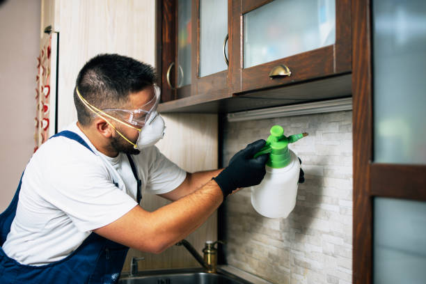 Best Wasp Removal Services  in Terrell Hills, TX