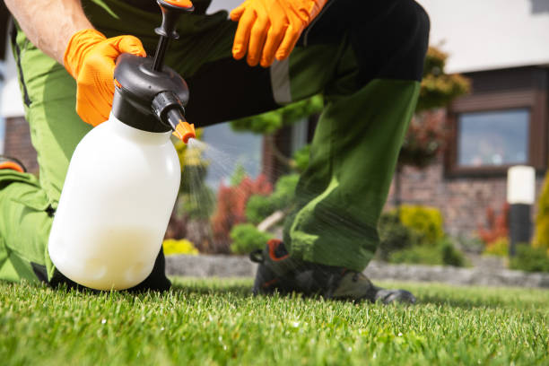 Best Spider Control Near Me  in Terrell Hills, TX