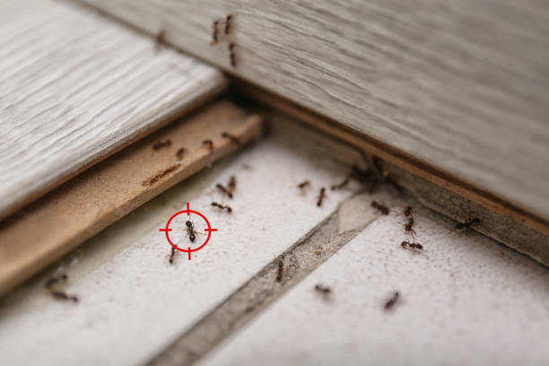 Best Rat Extermination Near Me  in Terrell Hills, TX
