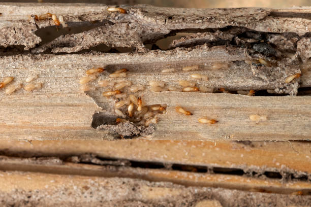 Best Pest Prevention Services  in Terrell Hills, TX