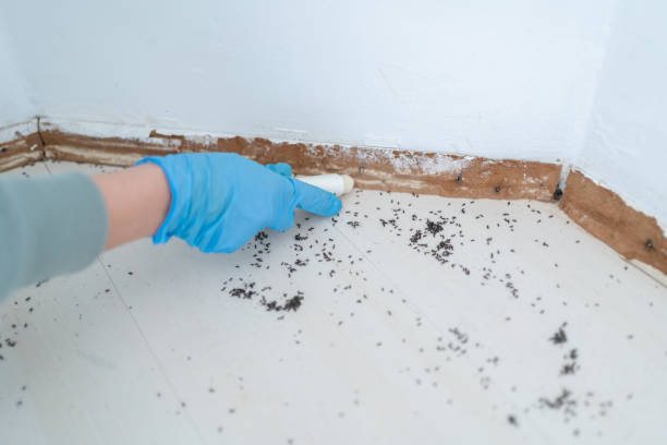 Best Rat Extermination Near Me  in Terrell Hills, TX